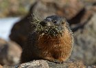 Yellow-Bellied Marmot