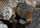 Yellow-Bellied Marmot