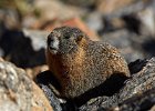 Yellow-Bellied Marmot