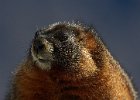 Yellow-Bellied Marmot
