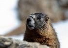 Yellow-Bellied Marmot