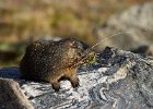 Yellow-Bellied Marmot