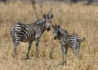 Zambia 2009