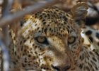 Leopard Portrait