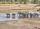 Herd in the water
