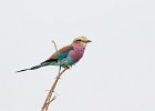 Lilac-Breasted Roller