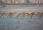 Impala herd