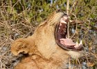 Yawn