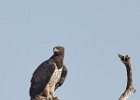 Martial Eagle
