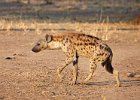 Spotted Hyena