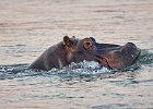 Hippo on the move