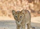 Lion Cub