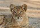 Lion Cub