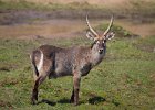 Water Buck