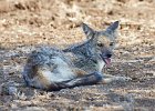 Side-striped Jackal