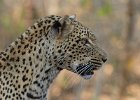 Leopard Profile