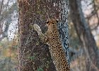 Tree Climb