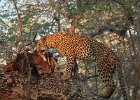 Tree with a kill