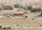 Impala leap