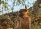 Young Baboon