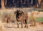 Buffalo with friends