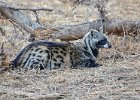 Civet resting