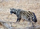 Civet