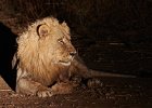 Relaxed under lights