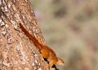 Ground Squirrel