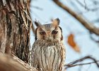 Southern White-faced Scops Owl