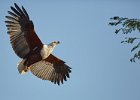 African Fish Eagle