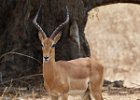 Male Impala