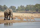 Ele and Impala