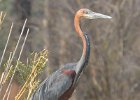 Goliath Heron